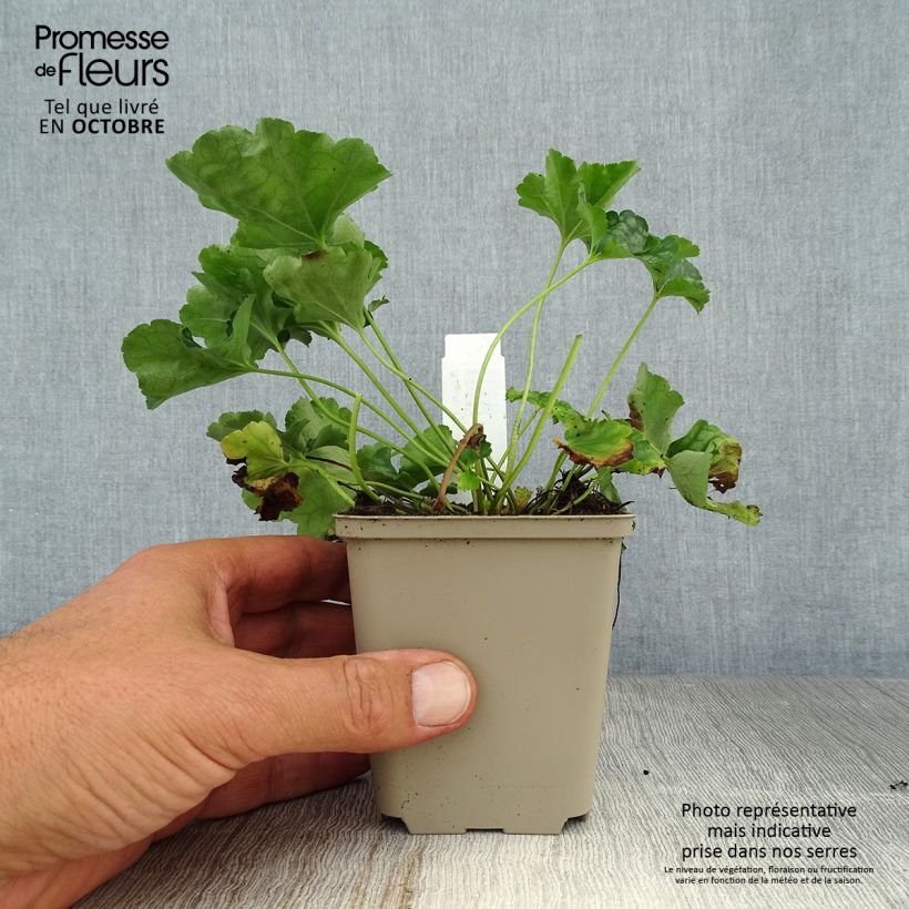 Spécimen de Heuchère - Heuchera americana Birkin Godet de 8/9 cm tel que livré en automne