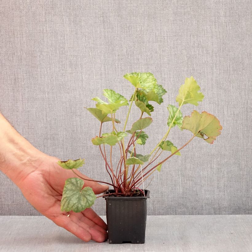 Spécimen de Heuchère - Heuchera americana Dales Strain Godet de 8/9 cm tel que livré en été