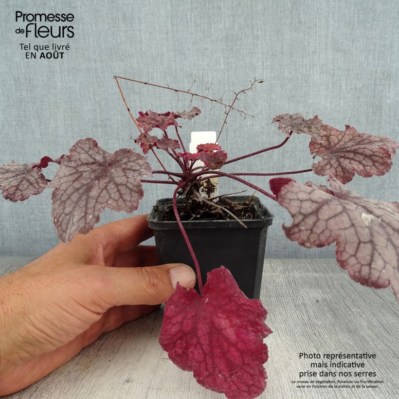 Spécimen de Heuchère - Heuchera Amethyst Myst Godet de 8/9 cm tel que livré en été