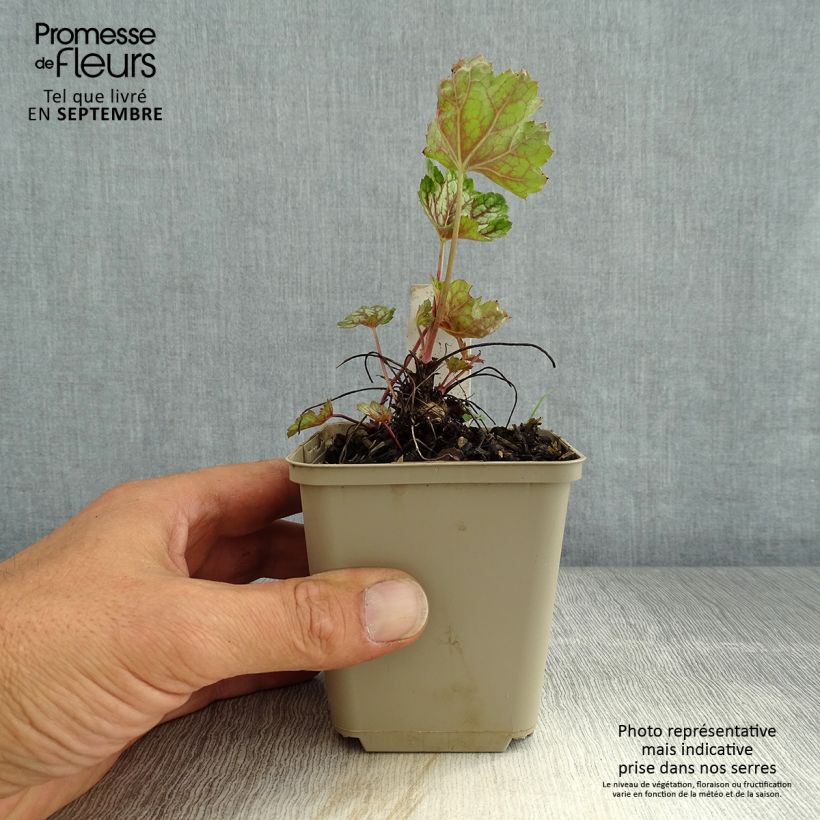 Spécimen de Heuchère - Heuchera Beauty Color Godet de 8/9 cm tel que livré en été