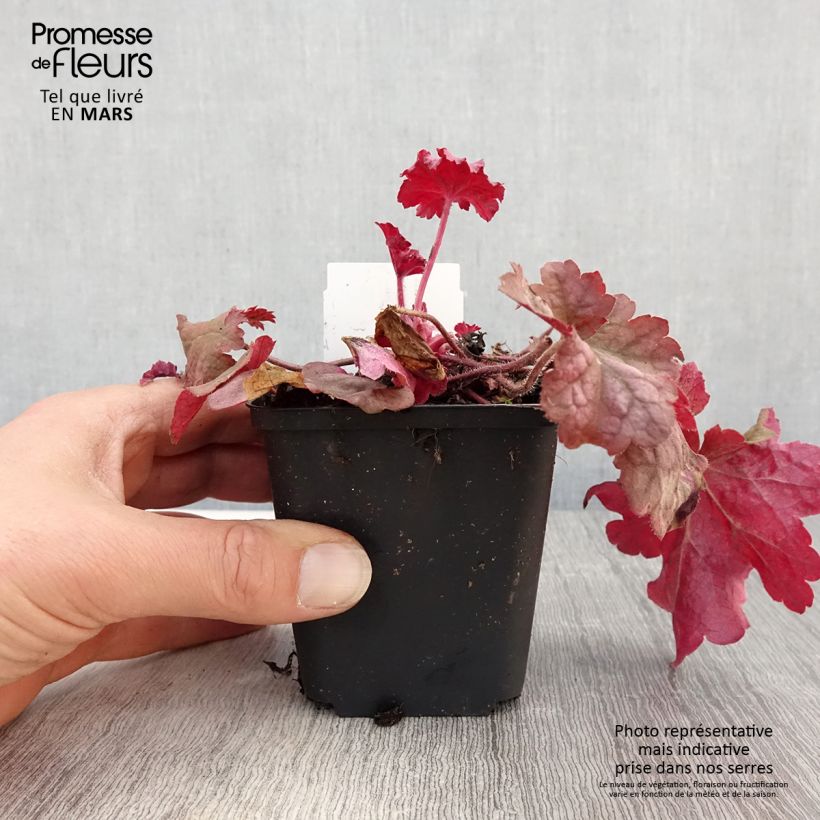 Spécimen de Heuchère - Heuchera Berry Smoothie en godet de 9 cm tel que livré au printemps