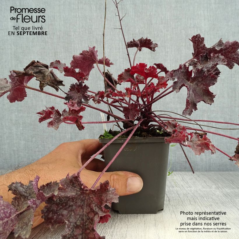 Spécimen de Heuchere - Heuchera Black Beauty Godet de 8/9 cm tel que livré en été