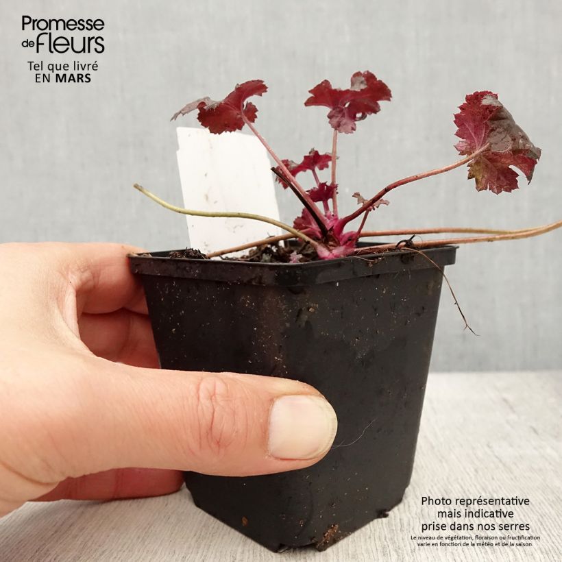 Spécimen de Heuchère - Heuchera Black Pearl en godet de 9 cm tel que livré au printemps