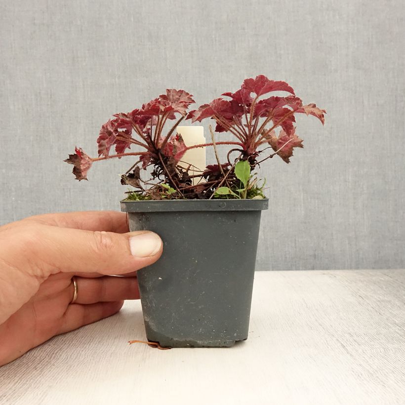 Spécimen de Heuchère - Heuchera Blackout Godet de 8/9 cm tel que livré en été