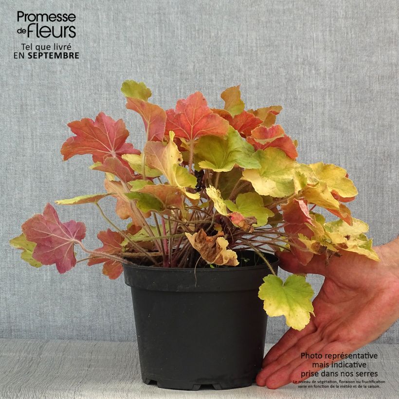 Spécimen de Heuchère - Heuchera Caramel Pot de 2L/3L tel que livré en été