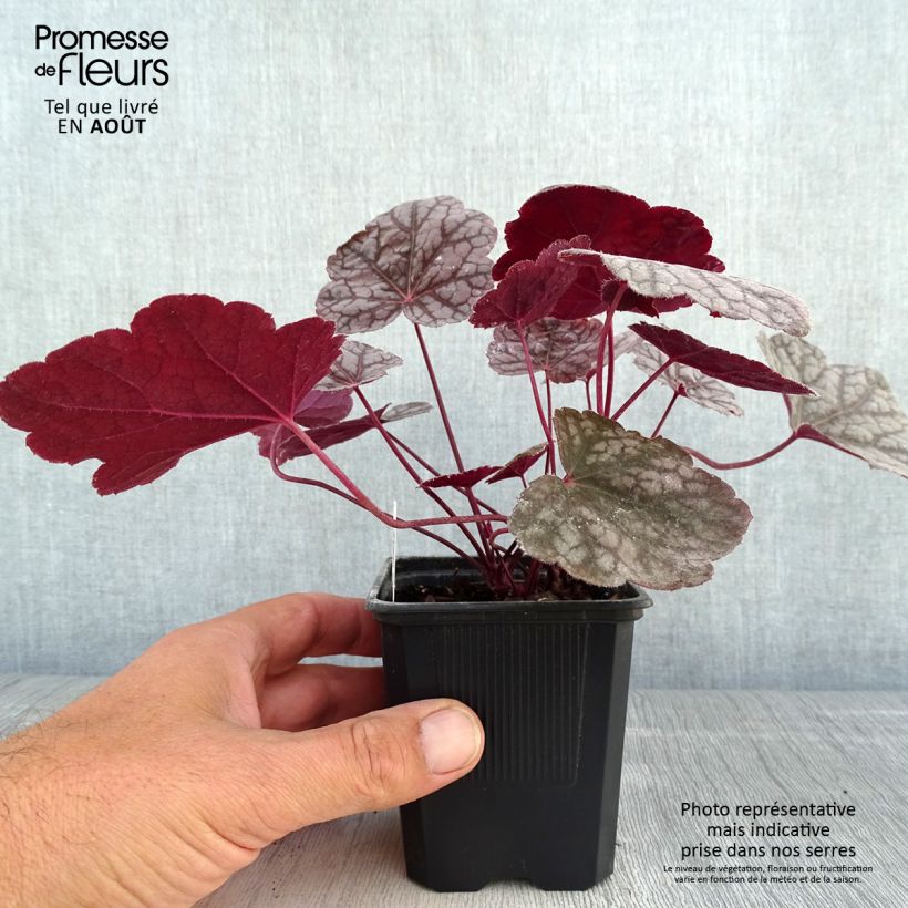 Spécimen de Heuchère - Heuchera Cascade Dawn Godet de 8/9 cm tel que livré en été