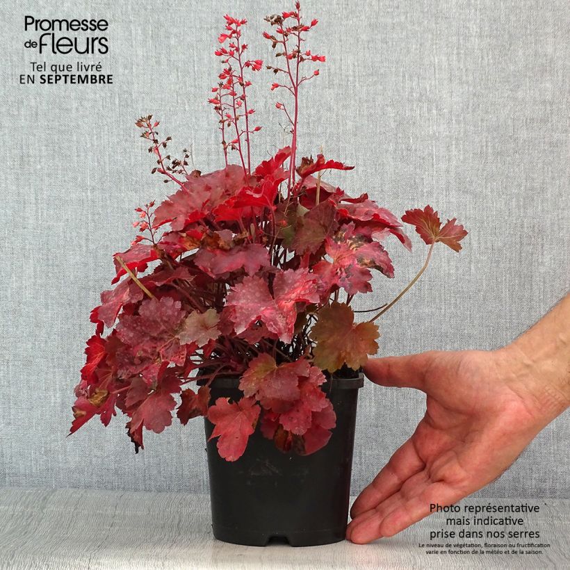 Example of Heuchère - Heuchera Cherry Cola as you get in ete