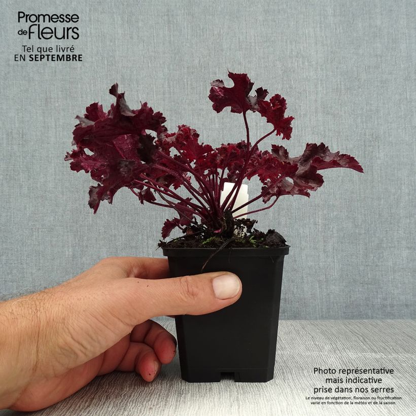 Spécimen de Heuchère, Heuchera Chocolate Ruffle Godet de 8/9 cm tel que livré en été
