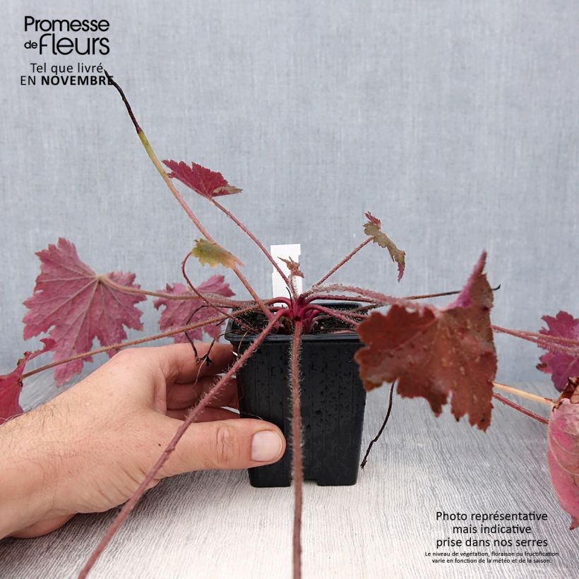 Spécimen de Heuchère - Heuchera Copper Dinosaur Godet de 8/9 cm tel que livré en automne