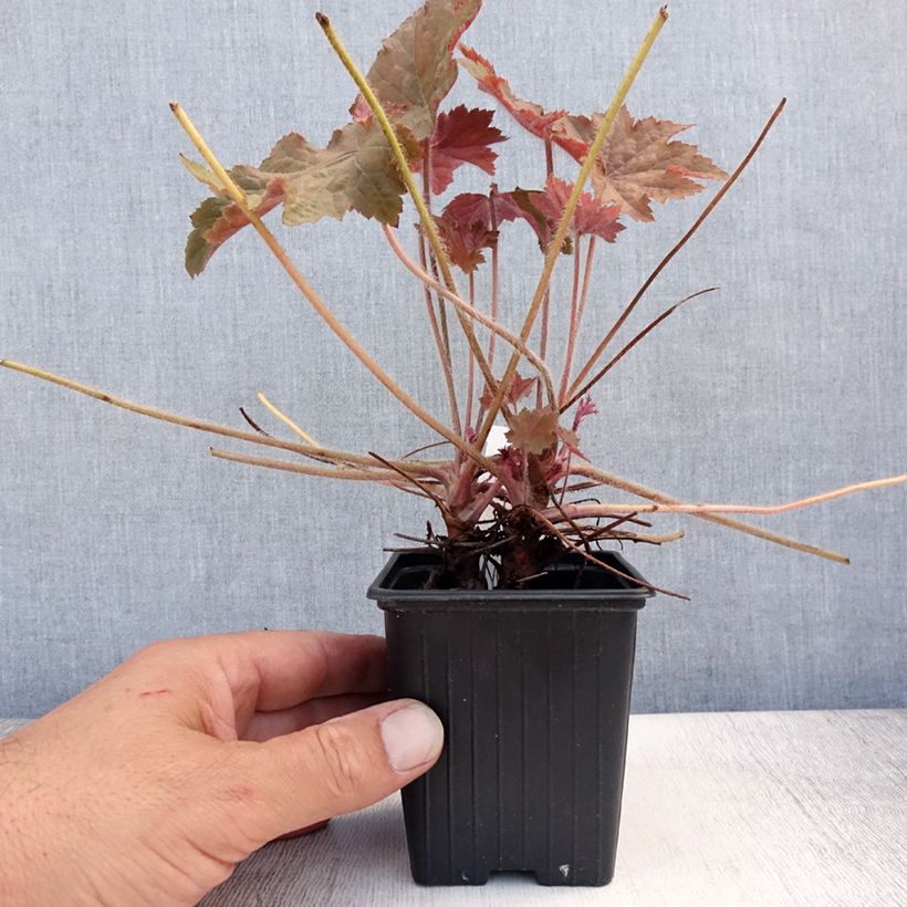 Spécimen de Heuchère - Heuchera Copper Dinosaur Godet de 8/9 cm tel que livré en été