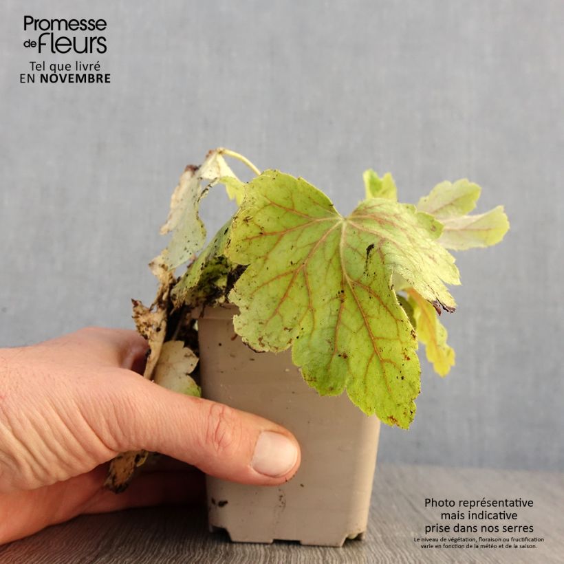 Spécimen de Heuchère - Heuchera Electric Lime Godet de 8/9 cm tel que livré en automne