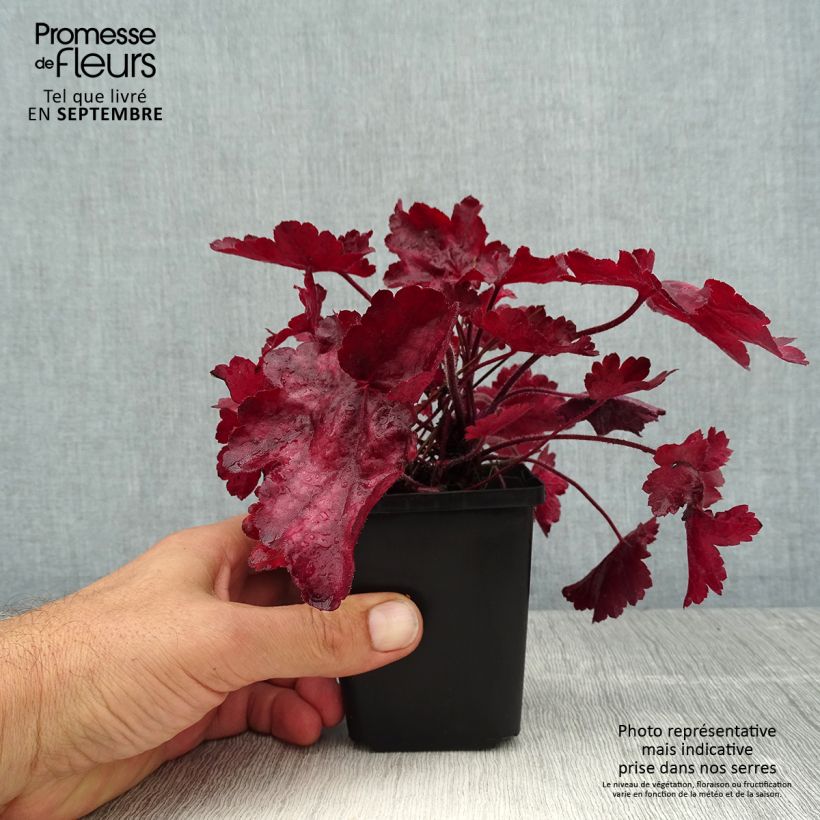 Spécimen de Heuchère - Heuchera Fire Chief Godet de 8/9 cm tel que livré en été
