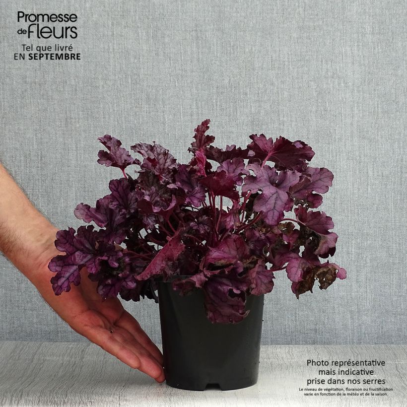 Spécimen de Heuchere - Heuchera Forever Purple tel que livré en ete