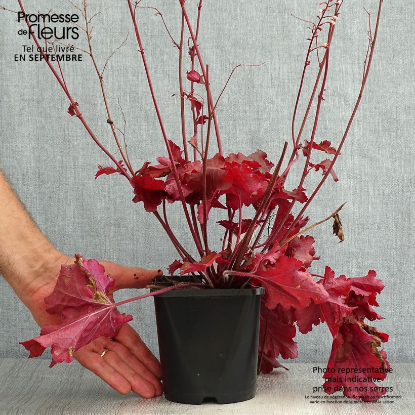 Spécimen de Heuchere - Heuchera Forever Red Pot de 1,5L/2L tel que livré en été