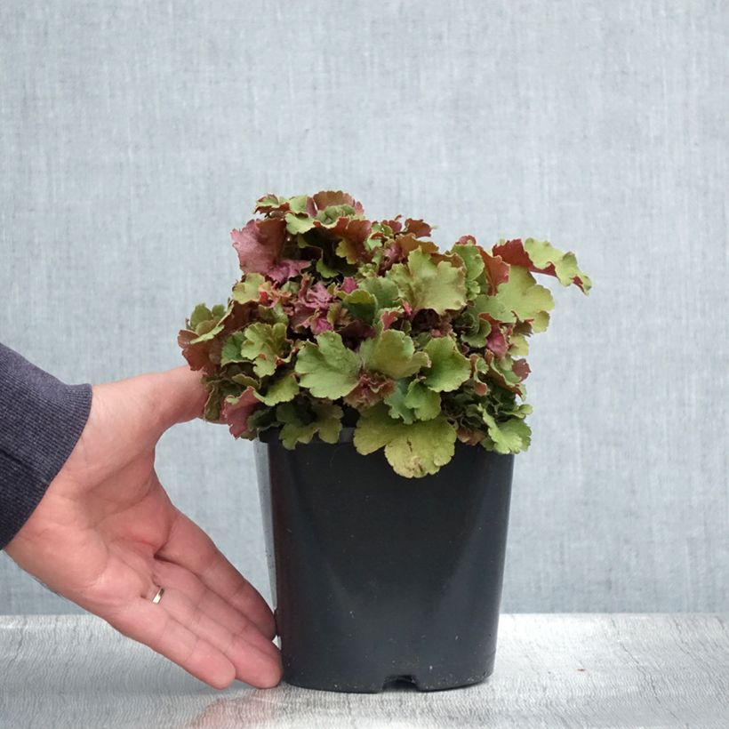 Spécimen de Heuchère - Heuchera Frilly Pot de 1,5L/2L tel que livré en été