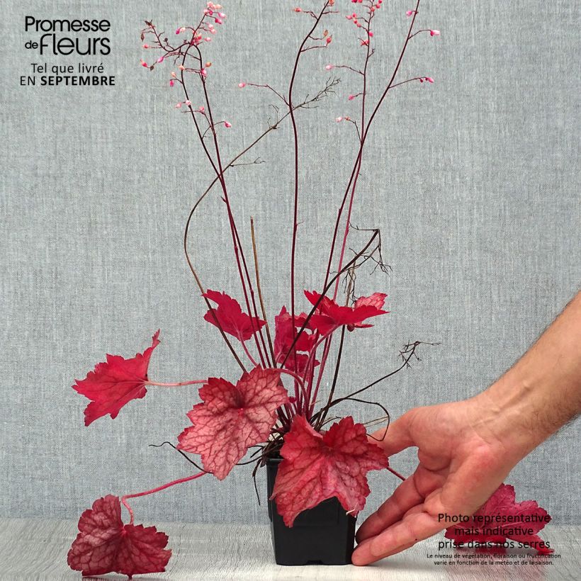 Spécimen de Heuchère, Heuchera Georgia Peach Godet de 8/9 cm tel que livré en été