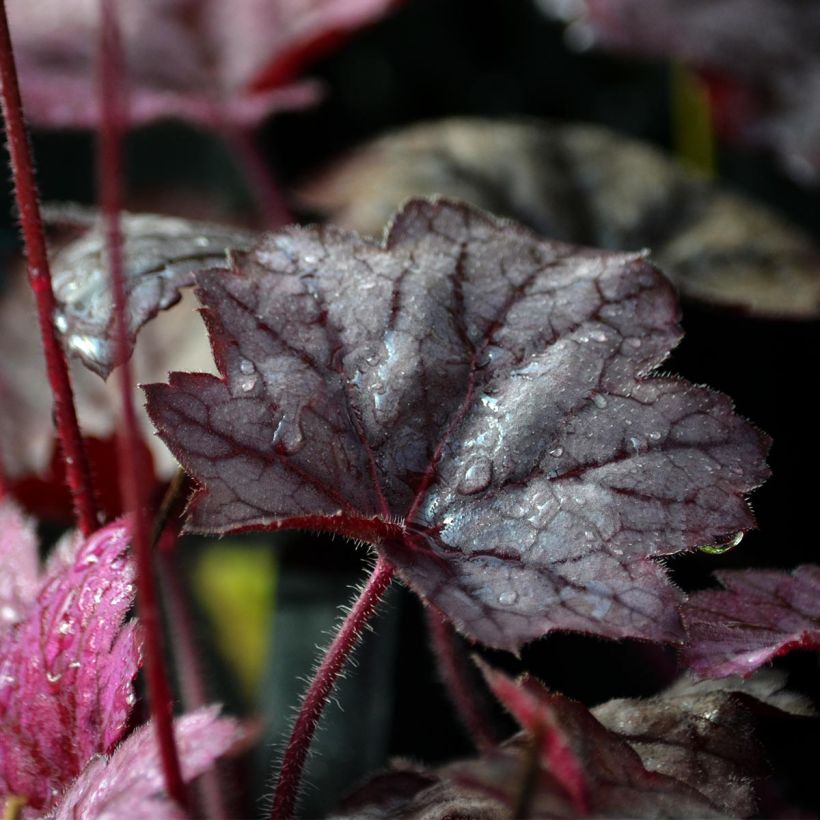 Heuchère - Heuchera Georgia Plum (Feuillage)