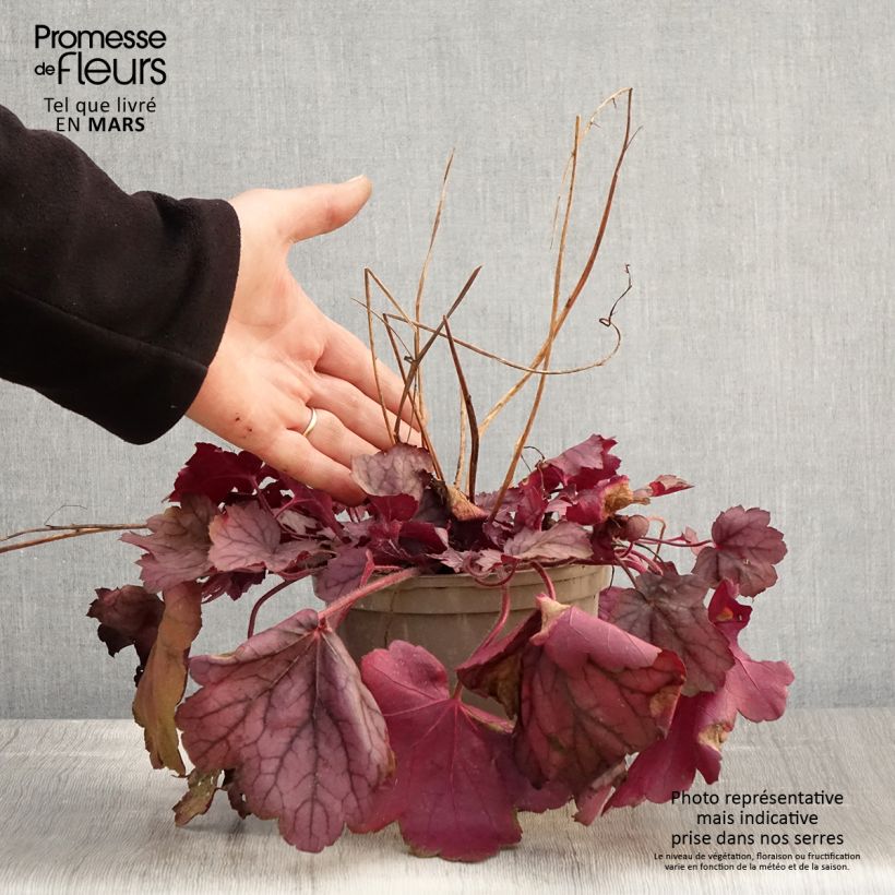 Spécimen de Heuchère - Heuchera Georgia Plum en pot de 2L/3L tel que livré au printemps