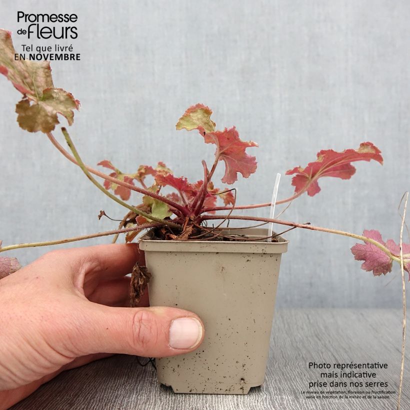 Spécimen de Heuchère - Heuchera Ginger Peach Godet de 8/9 cm tel que livré en automne