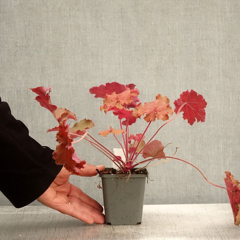 Spécimen de Heuchère - Heuchera Kassandra Godet de 8/9 cm tel que livré en automne