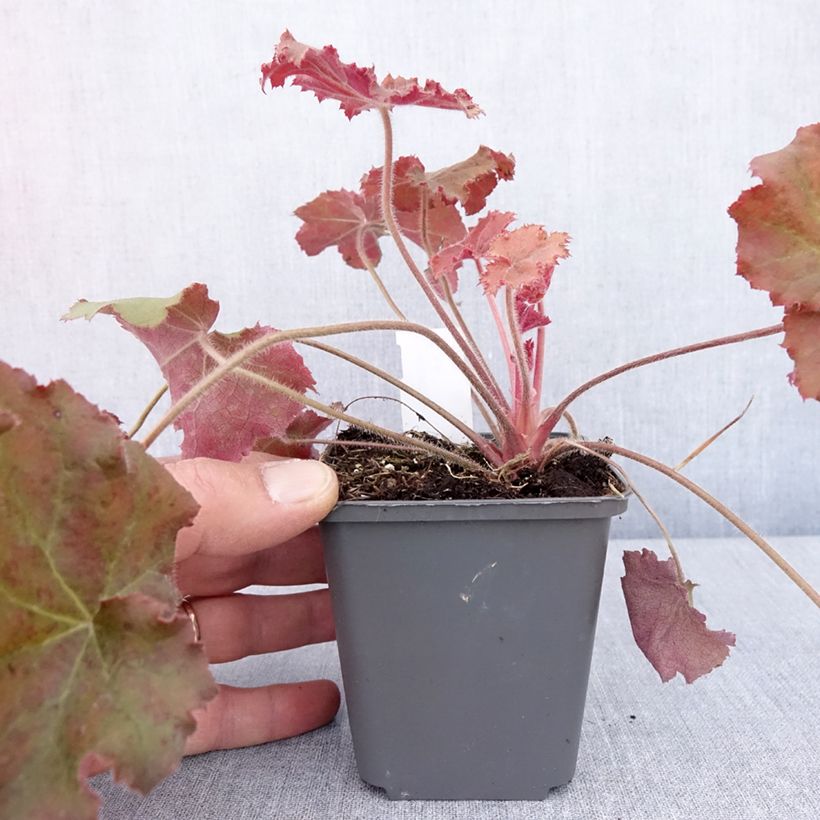 Spécimen de Heuchère - Heuchera Kassandra en godet de 8/9 cm tel que livré au printemps