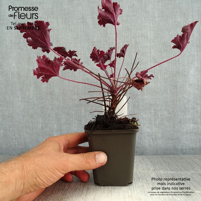 Example of Heuchère - Heuchera L. Dark Secret as you get in ete
