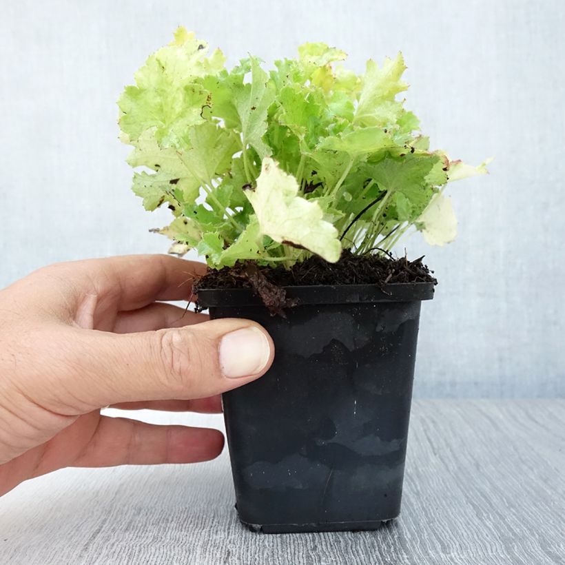 Spécimen de Heuchère - Heuchera Lime Rickey Godet de 8/9 cm tel que livré en été