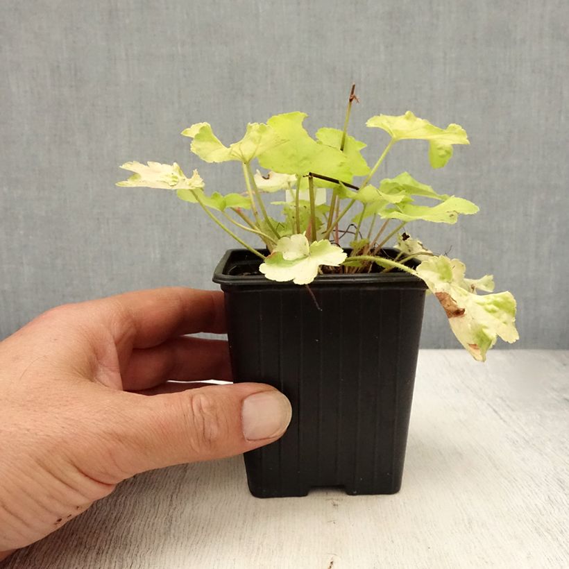 Spécimen de Heuchère - Heuchera Little Cutie Blondie in Lime Godet de 8/9 cm tel que livré en été