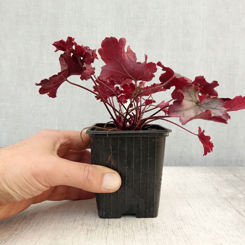 Spécimen de Heuchère - Heuchera Little Cuties Sugar Berry Godet de 8/9 cm tel que livré en automne