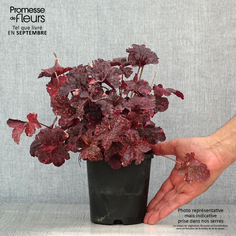 Spécimen de Heuchère - Heuchera Midnight Rose Pot de 1,5L/2L tel que livré en été