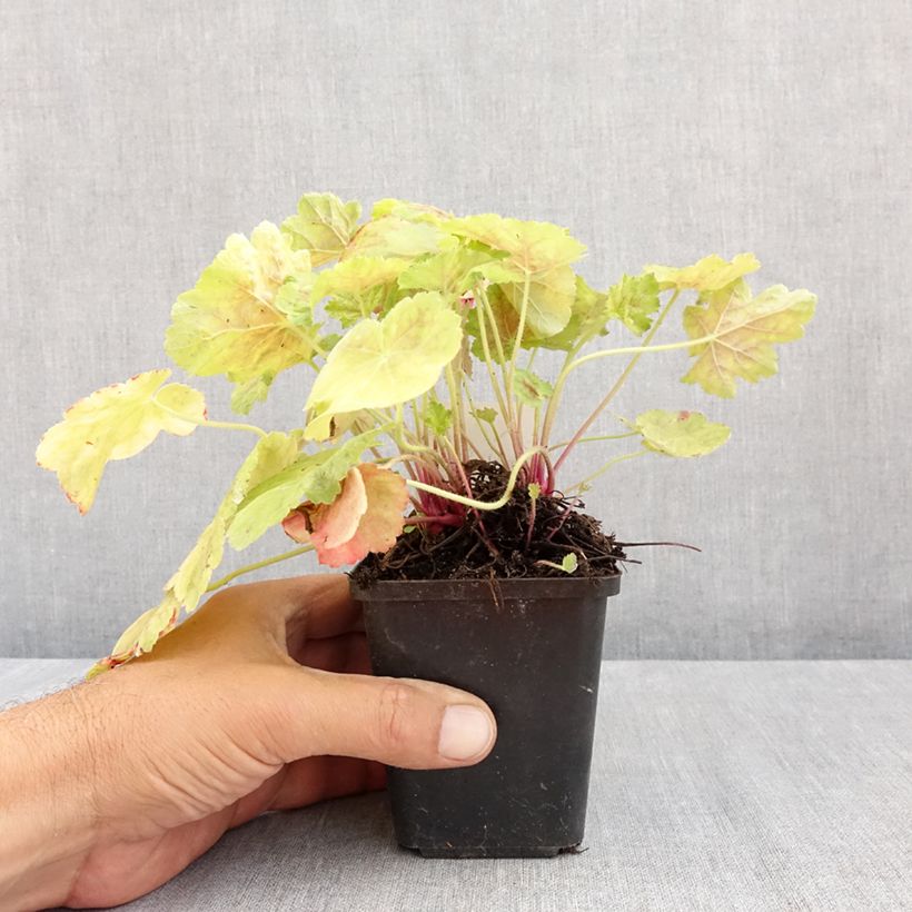Spécimen de Heuchère -  Heuchera Miracle Godet de 8/9 cm tel que livré en été