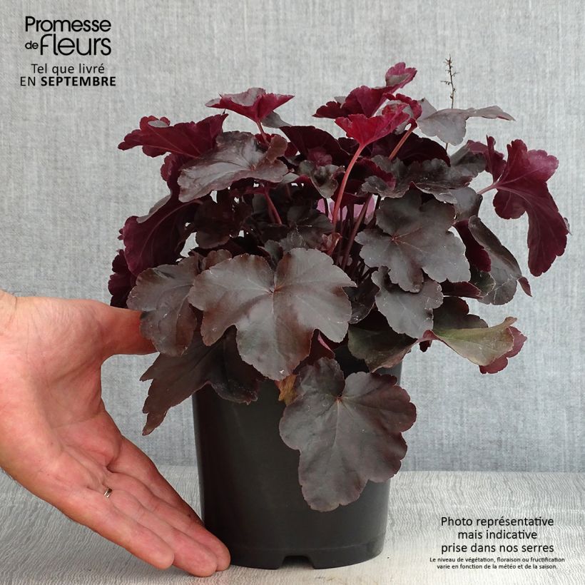 Spécimen de Heuchère, Heuchera Obsidian Pot de 1,5L/2L tel que livré en été
