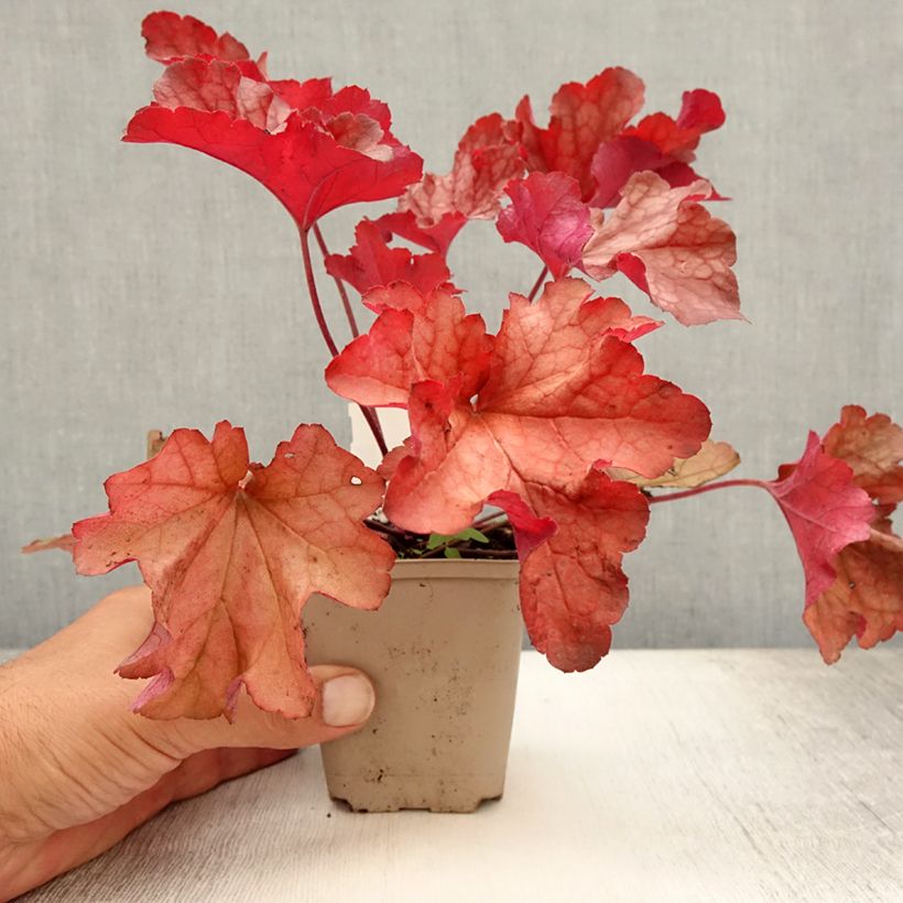 Spécimen de Heuchère - Heuchera Paprika Godet de 8/9 cm tel que livré en été
