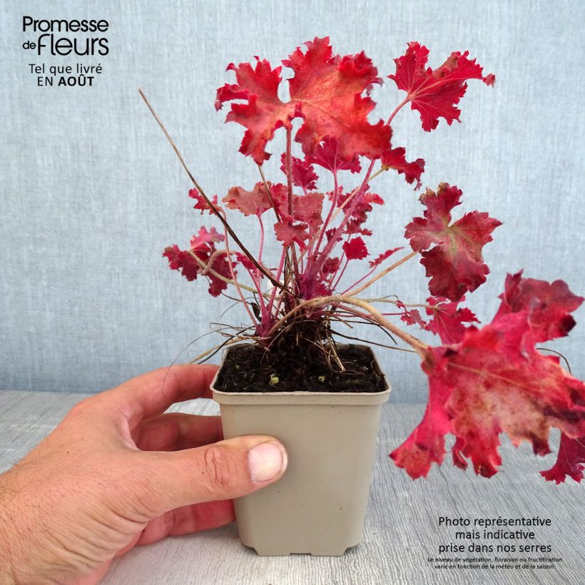 Spécimen de Heuchère - Heuchera Peach Crisp Godet de 8/9 cm tel que livré en été