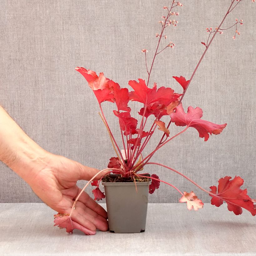 Spécimen de Heuchère - Heuchera Peach flambé Godet de 8/9 cm tel que livré en été