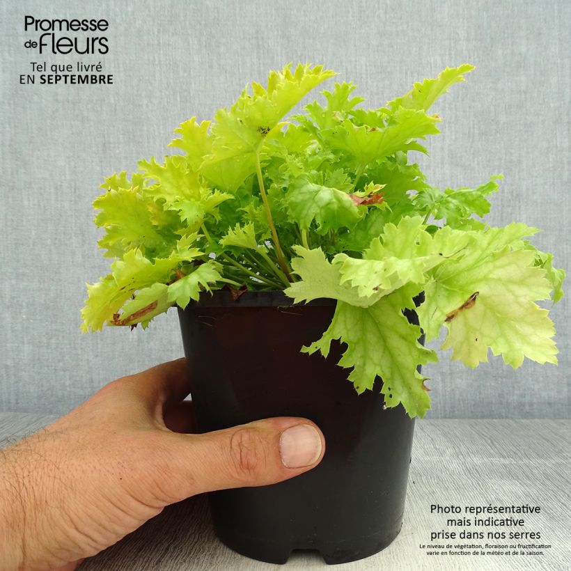 Spécimen de Heuchère - Heuchera Peach flambé tel que livré en ete