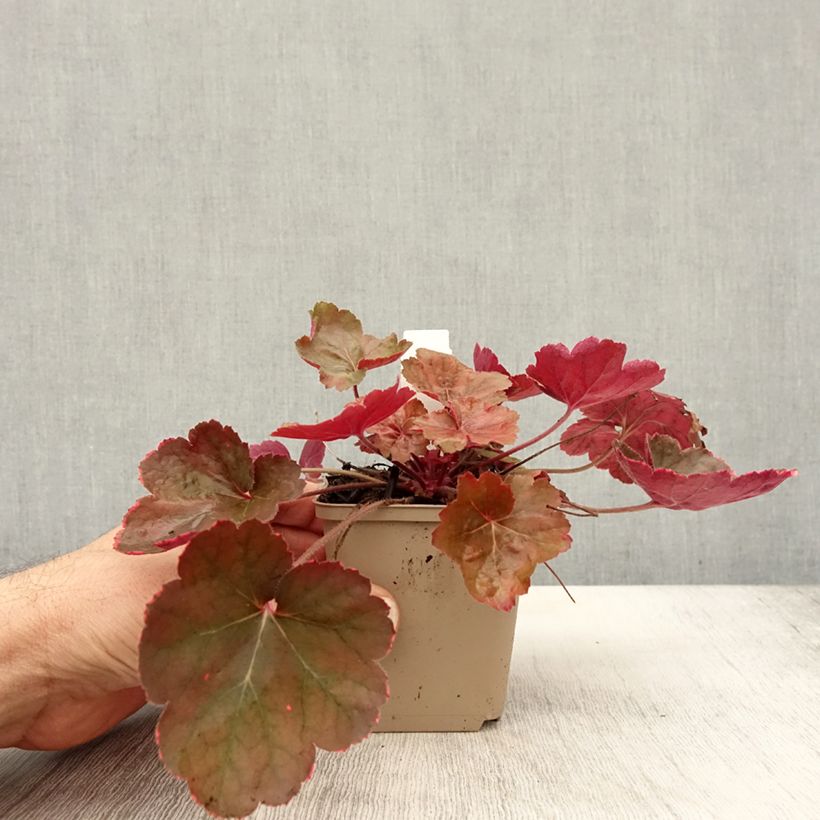 Spécimen de Heuchère - Heuchera Pink Pearls Godet de 8/9 cm tel que livré en automne