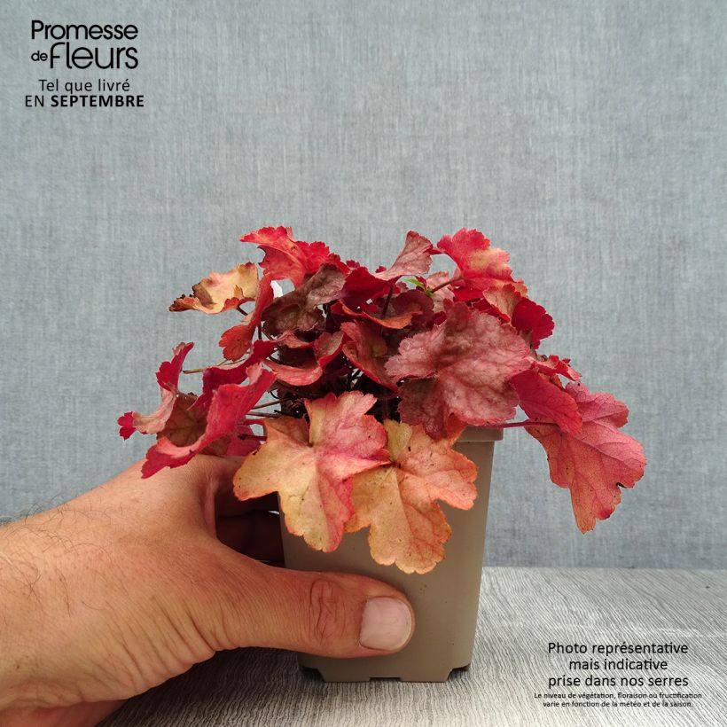Spécimen de Heuchère - Heuchera Pinot Gris Godet de 8/9 cm tel que livré en été