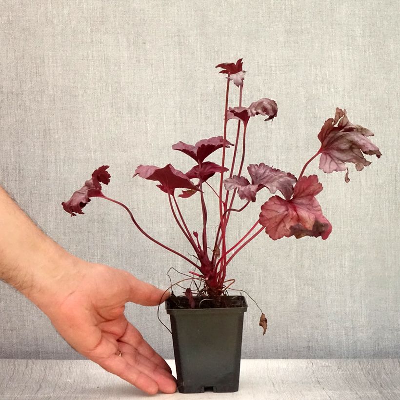 Spécimen de Heuchère - Heuchera Plum Royale Godet de 8/9 cm tel que livré en été