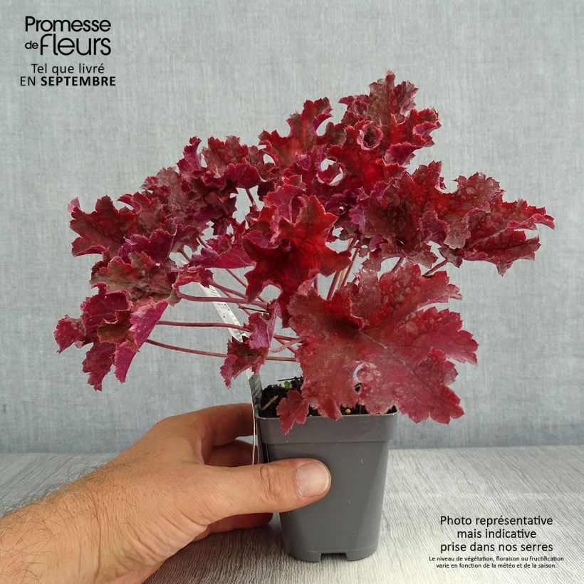 Spécimen de Heuchère - Heuchera Purple Petticoats Godet de 8/9 cm tel que livré en été