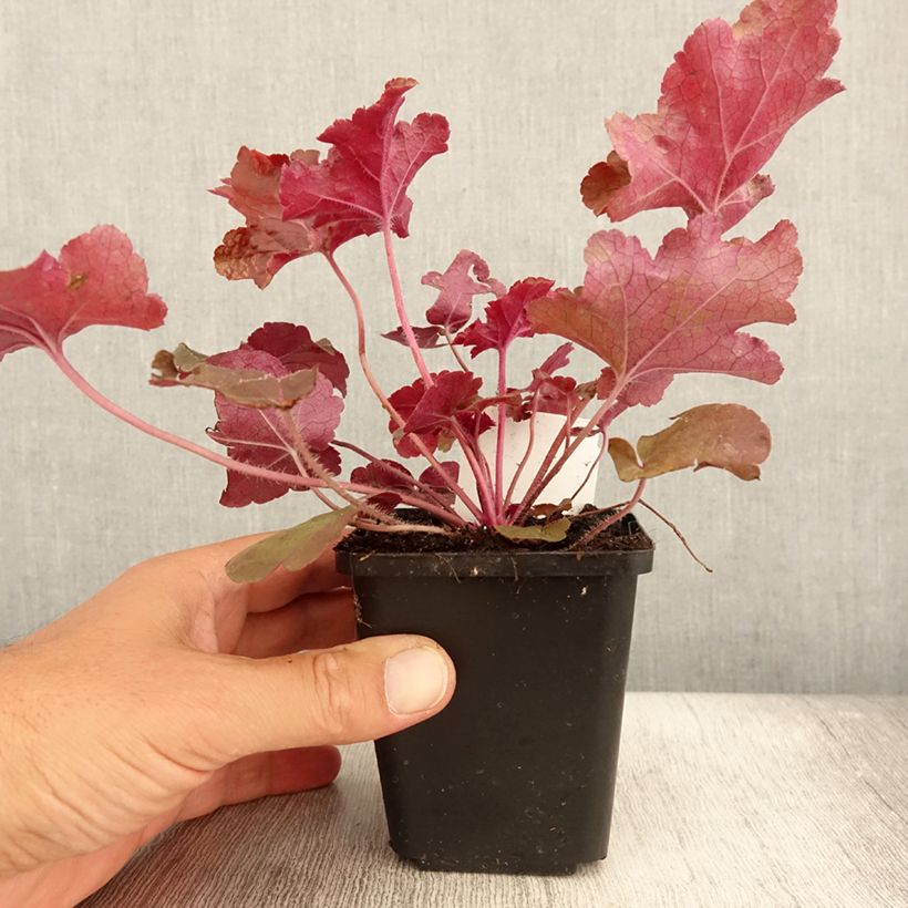 Spécimen de Heuchère - Heuchera Red Sea® Godet de 8/9 cm tel que livré en été
