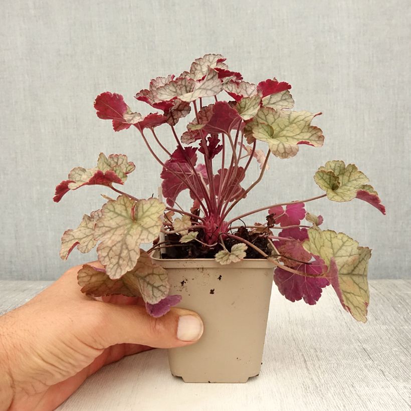 Spécimen de Heuchère - Heuchera Silver Scrolls Godet de 8/9 cm tel que livré en été