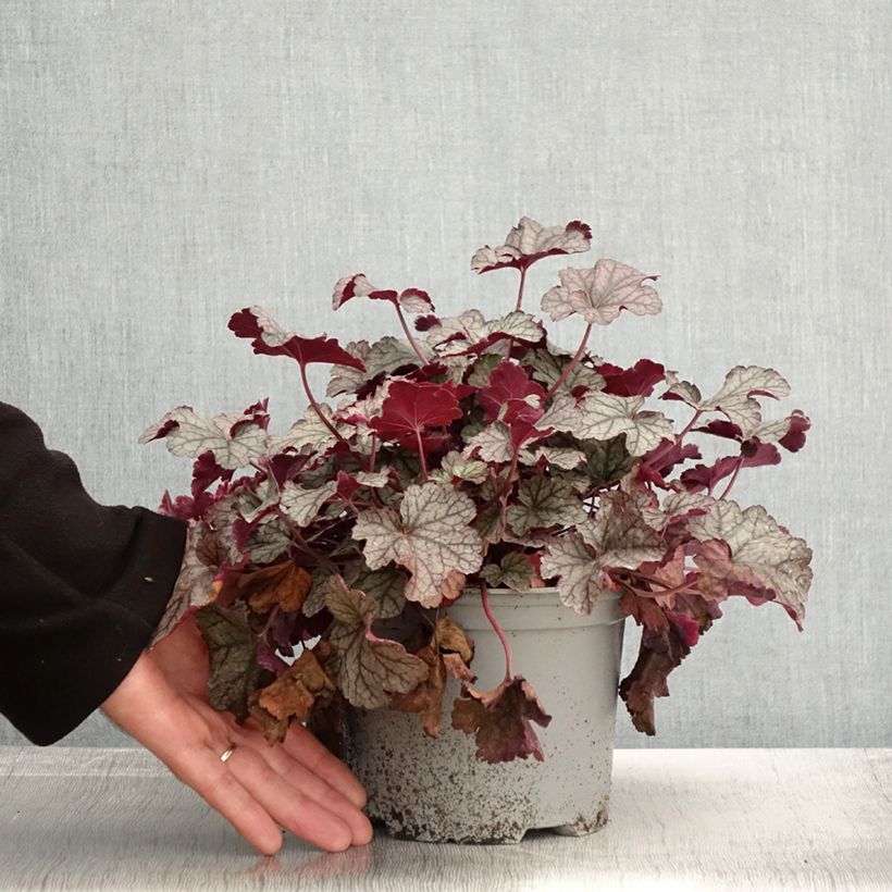 Spécimen de Heuchère - Heuchera Silver Scrolls Pot de 2L/3L tel que livré en automne
