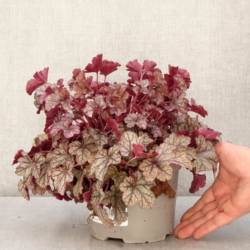 Spécimen de Heuchère - Heuchera Silver Scrolls - Pot de 2L/3L tel que livré au printemps