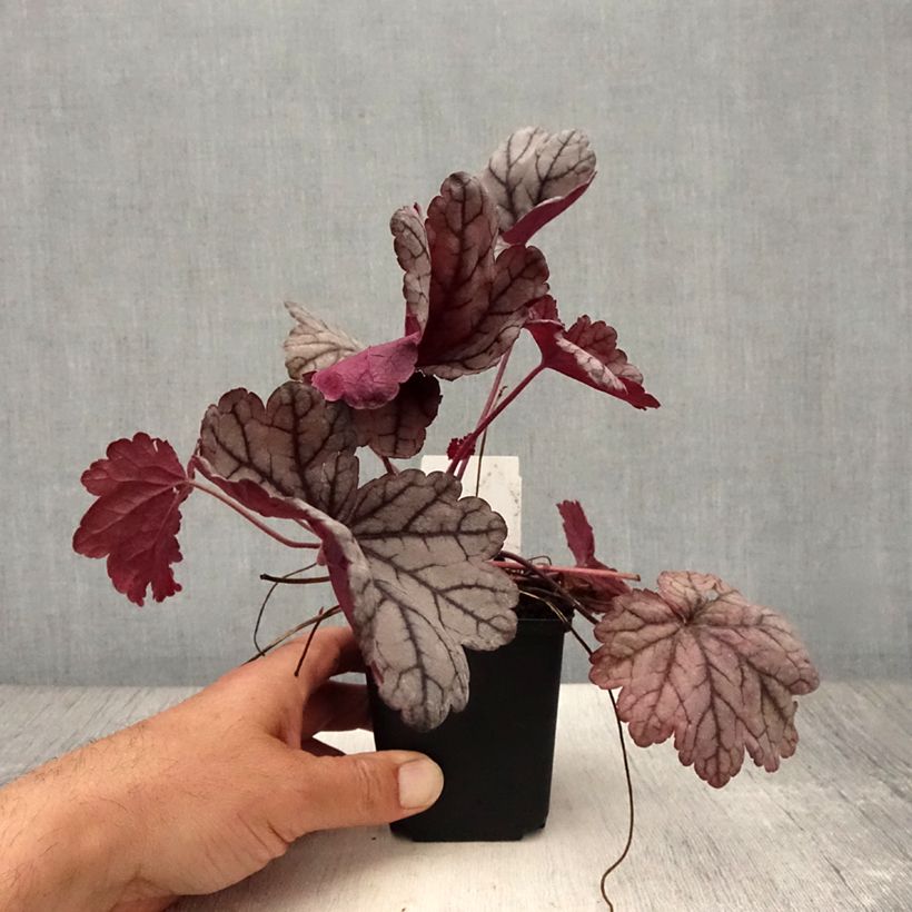 Spécimen de Heuchère - Heuchera Sugar Plum Godet de 8/9 cm tel que livré en été