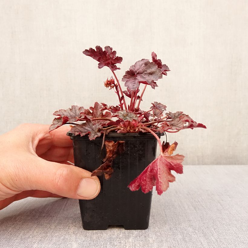 Spécimen de Heuchère - Heuchera Timeless Treasure - Godet de 8/9 cm tel que livré au printemps
