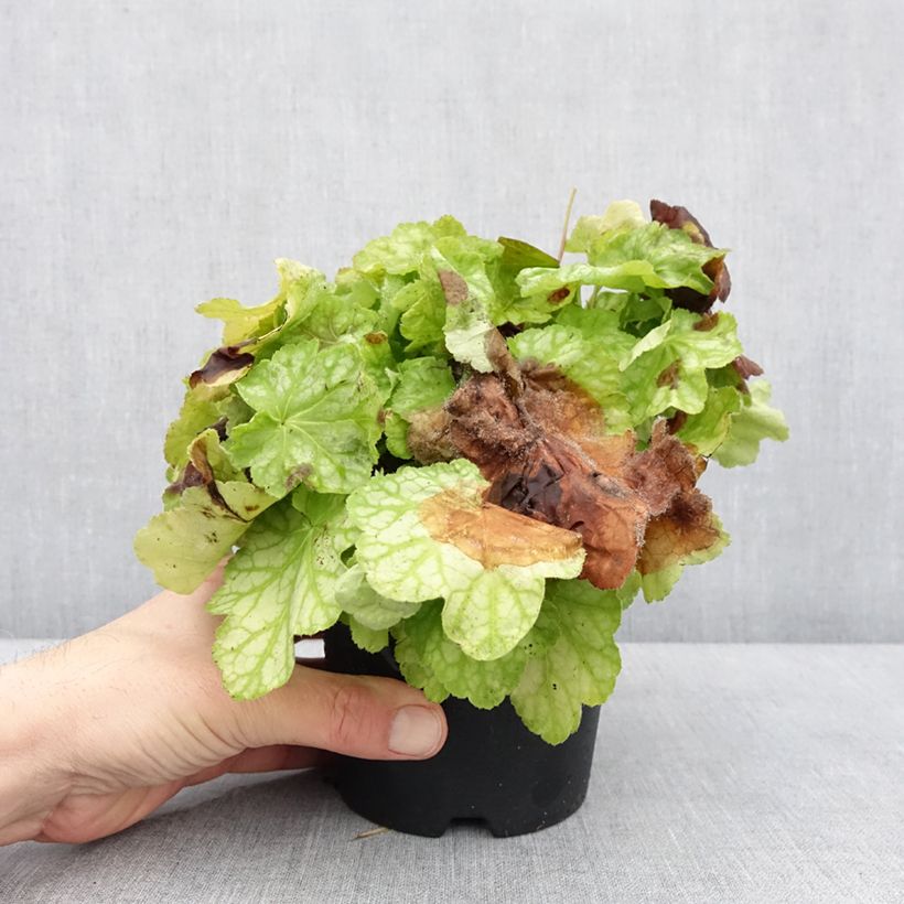 Spécimen de Heuchère - Heuchera Tiramisu Pot de 1,5L/2L tel que livré en hiver