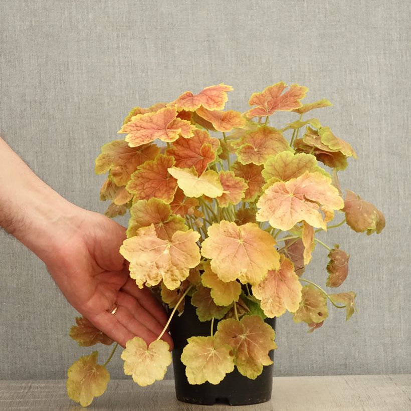 Spécimen de Heuchère - Heuchera Tiramisu - Pot de 1,5L/2L tel que livré au printemps