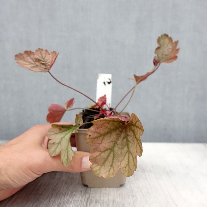 Spécimen de Heuchère - Heuchera Vienna Godet de 8/9 cm tel que livré en automne