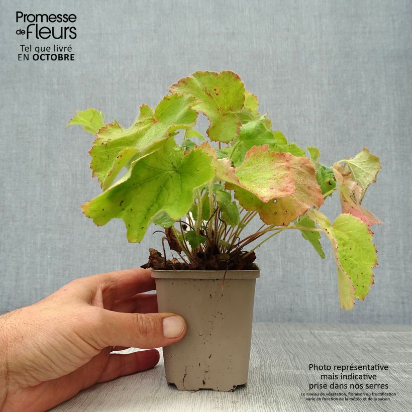 Spécimen de Heuchère - Heuchera villosa var macrorrhiza Godet de 8/9 cm tel que livré en automne